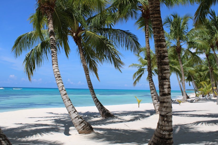 Palmeras en la playa de Punta Cana